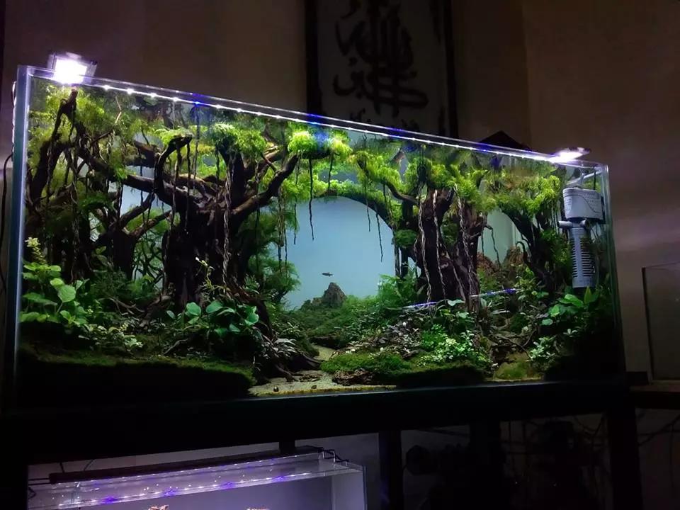 本色水景清爽的森林景草缸拥有复杂的骨架水陆缸水草缸造景教学培训