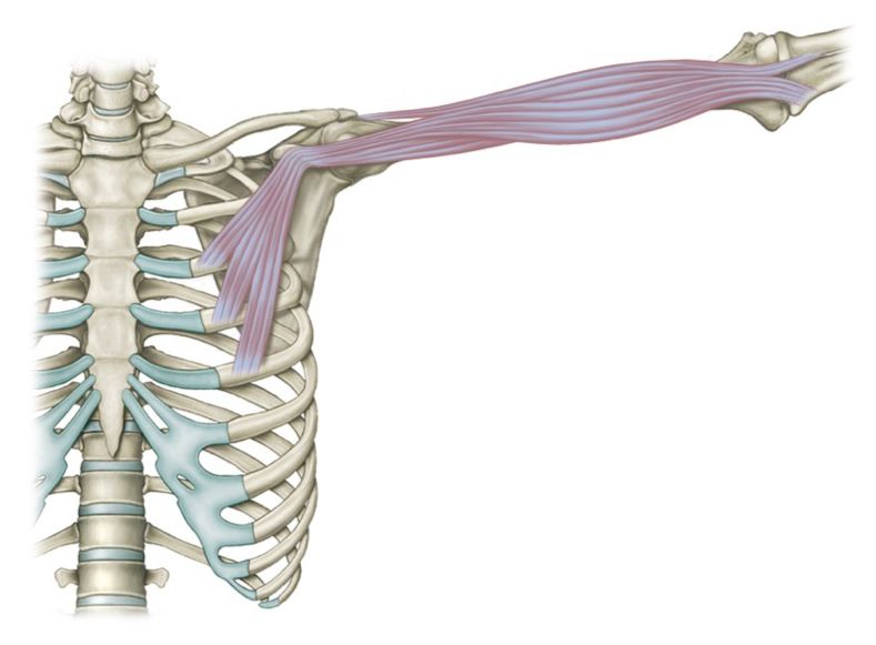 课上,老师特意提到了胸小肌内上部是让肩胛骨内旋,而外部使肩胛骨前倾