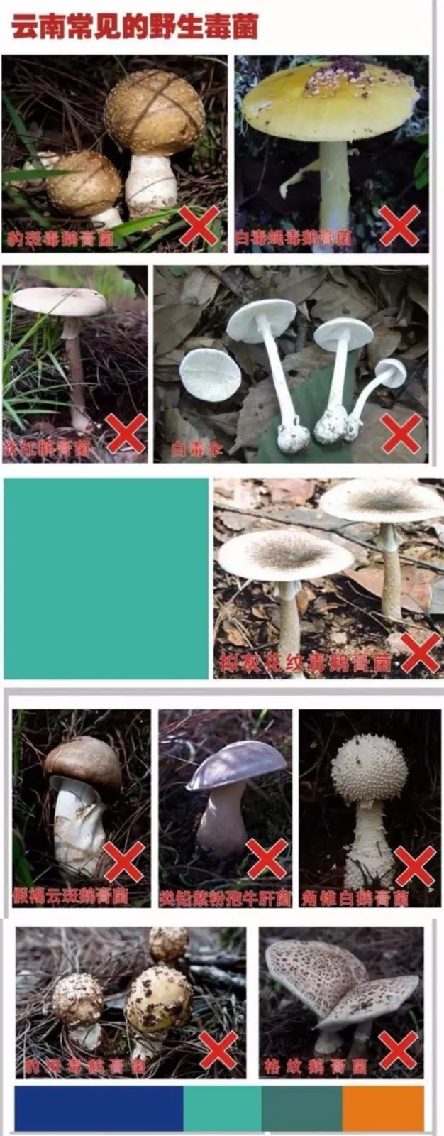 云南一家4口野生菌中毒全部身亡!这类菌子千万别吃