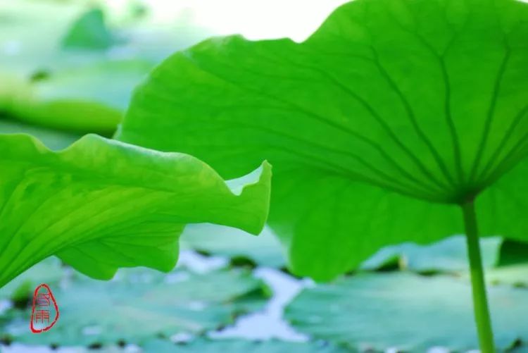 摄影丨接天荷叶无穷碧