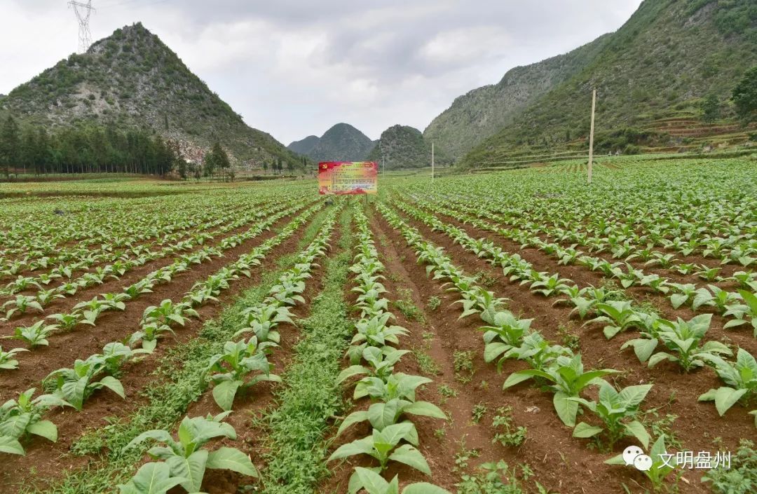 草坪等地看到,村民们正在烟地里锄草,施肥,精心管护长势正旺的烤烟苗