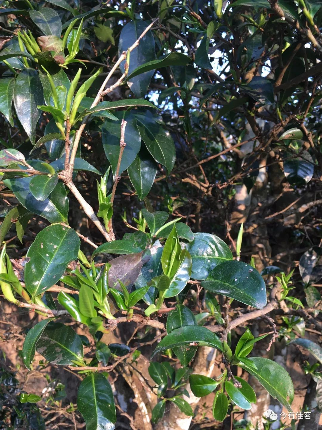 红花茶果树图片野生图片