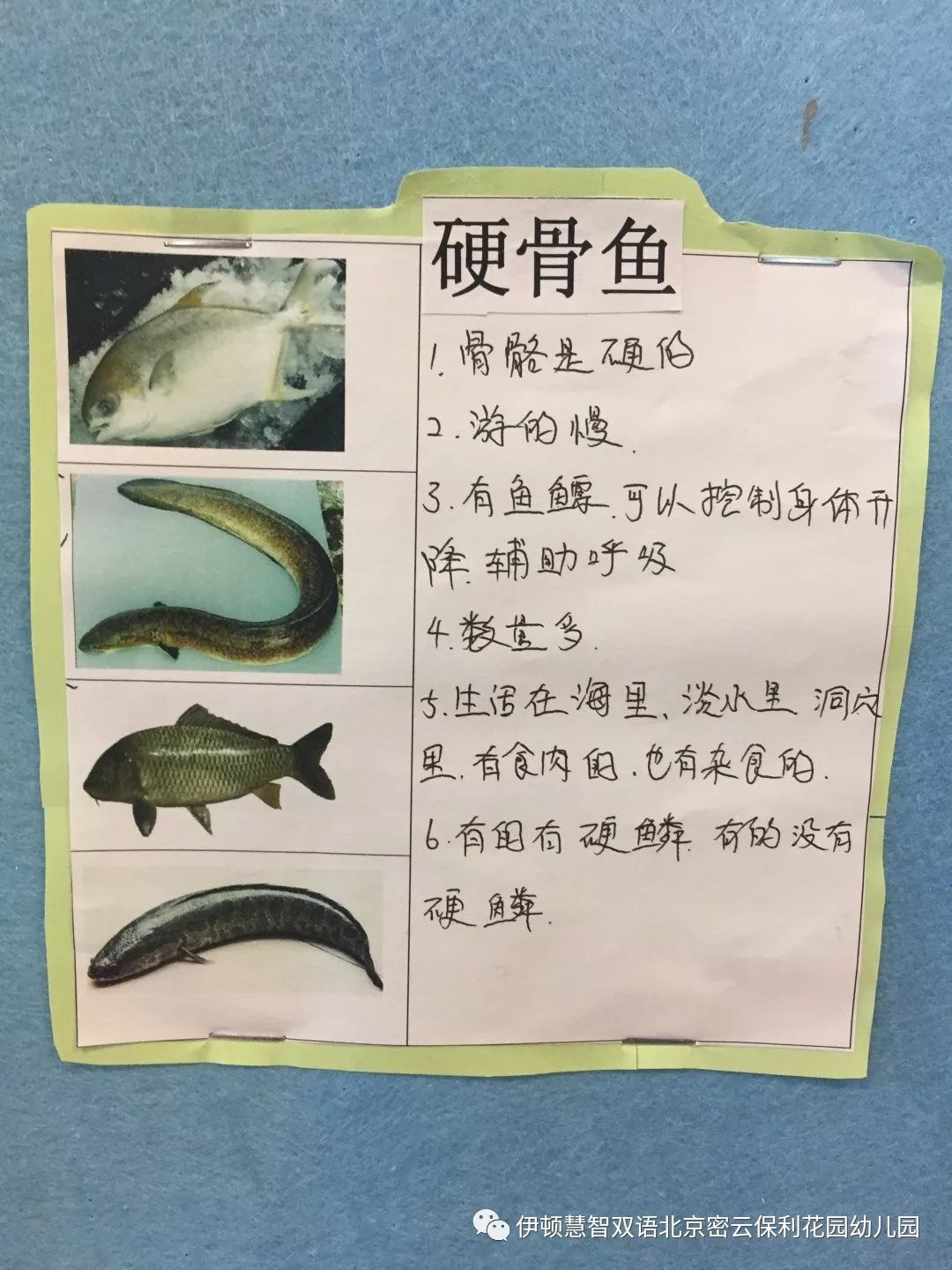 结论查阅资料和硬骨鱼的区别我们一起探究软骨鱼和硬骨鱼两条鱼水里游