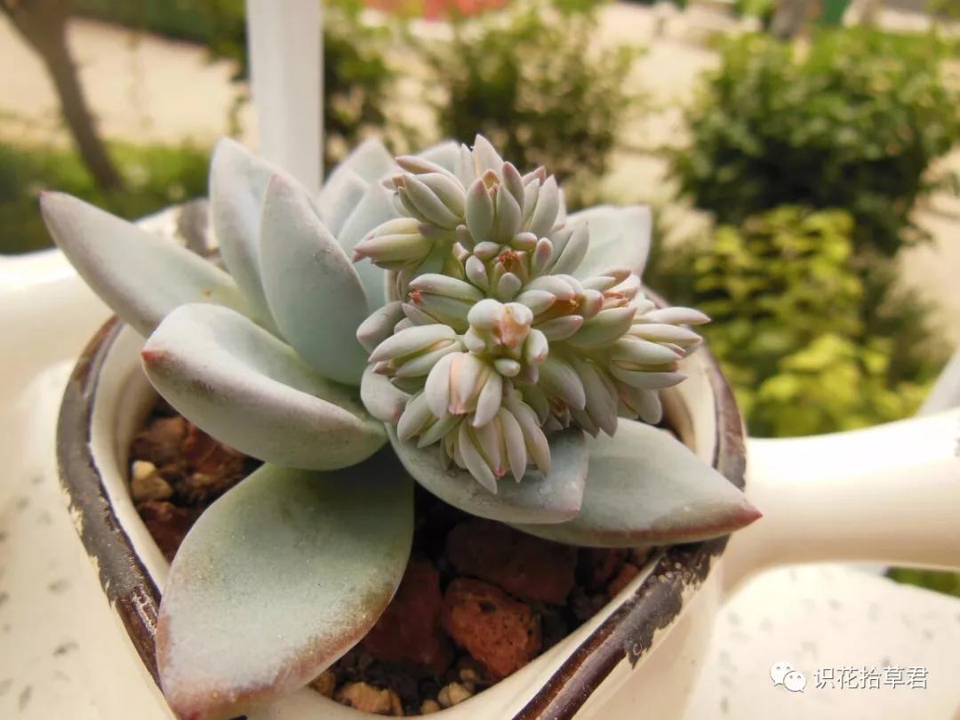 多肉霜之朝花语:冰封的火焰