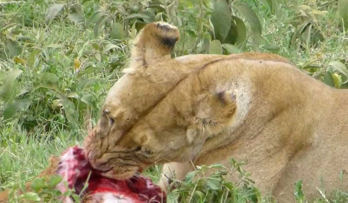 在如何保护狮子这个问题上,坦桑尼亚的做法值得借鉴