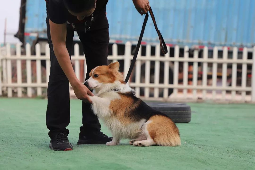 狗狗训练犬的基本方法