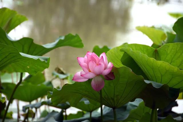 我們在夏枝繁茂的雙龍湖再見獻給畢業季