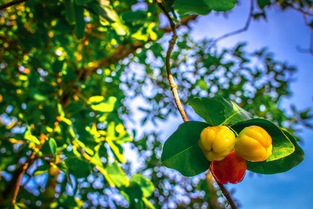 pick"植物维c果王"针叶樱桃,不负夏日好时光