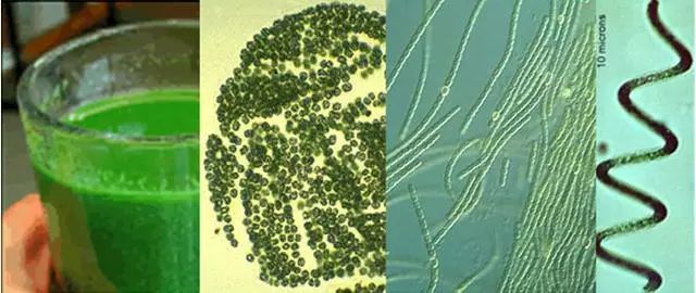 蓝藻丝状体图片