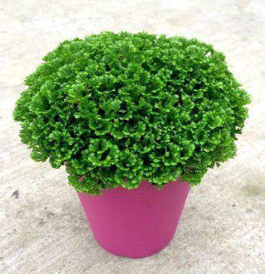 翠云草适合室内种植的小萌物花的名义