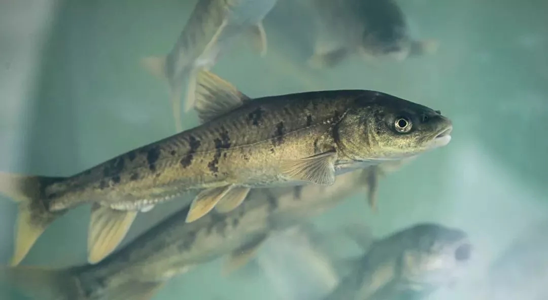 守护青海湖裸鲤检察机关夯实安全屏障