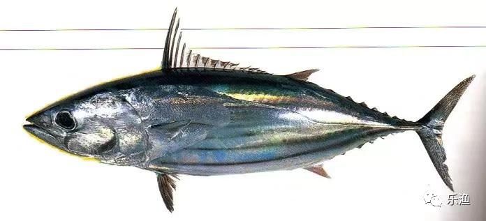 最近有钓友在三门岛钓烟仔经常爆船,趁着最近鱼情不错,抓进来一波