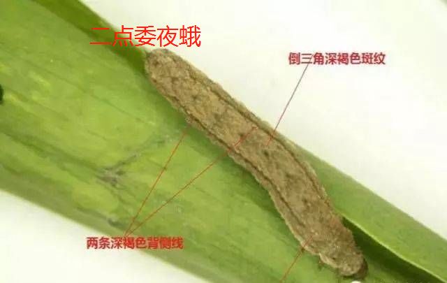 (1)外表特征对比:二点委夜蛾和地老虎,也是现阶段需要重点关注的虫子