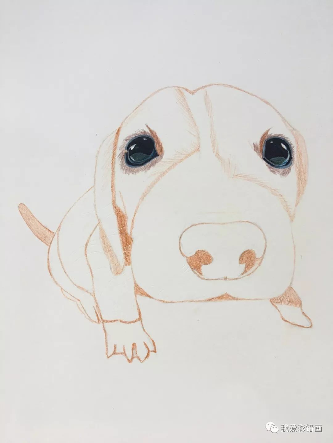 手绘小教程教你画一只萌萌哒小奶狗