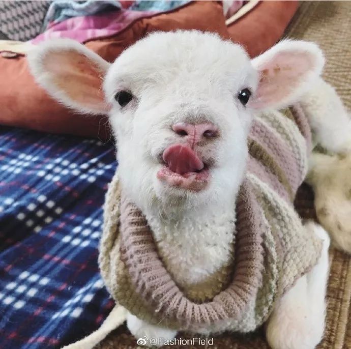 小羊真的世界第一可爱!