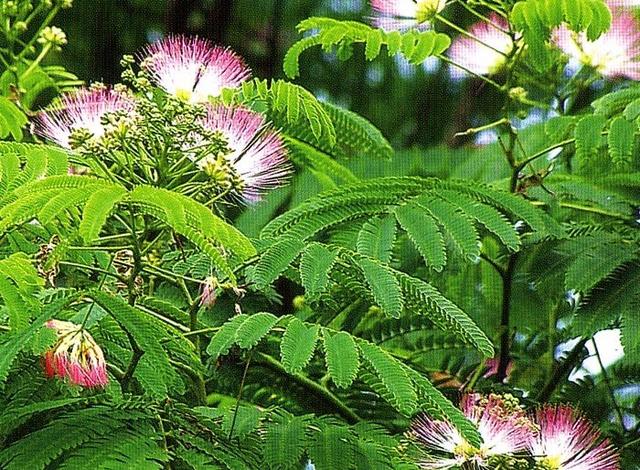 植物知识普及盘点类似含羞草叶片的花木有哪些它们长得很像