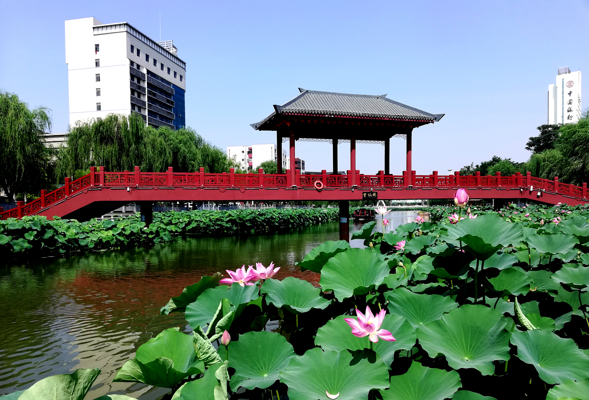 许昌护城河荷花图片