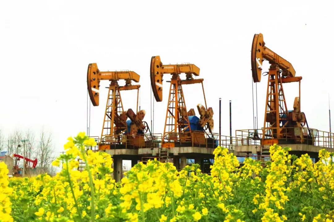 发现没有,这些磕头机的腿怎么这么长长长……长呢?_江苏油田