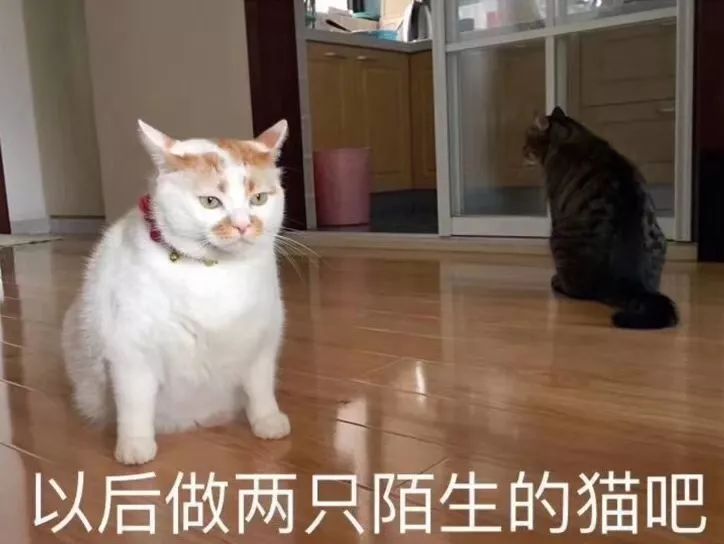 表情包:你表情包太多,不想和你聊了_猫咪
