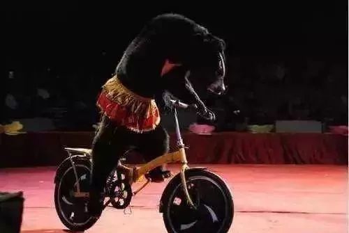 争霸,请屏住呼吸狮虎一声吼,万兽百禽都颤抖看到这里你心跳加速了吗?