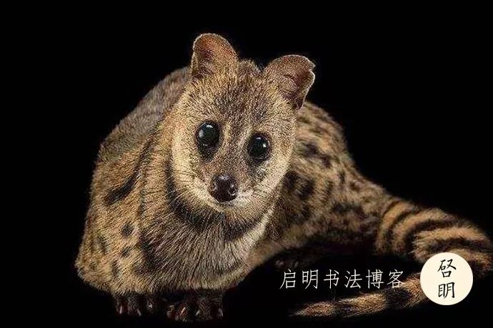 香狸尾巴的颜色,由八个左右黑,棕,黄(或白)相间的环状组成.