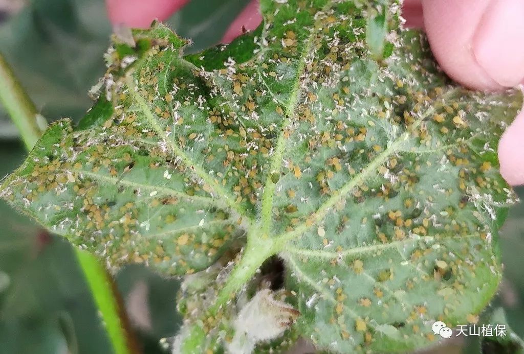 关于棉蚜发生与防治的紧急预报