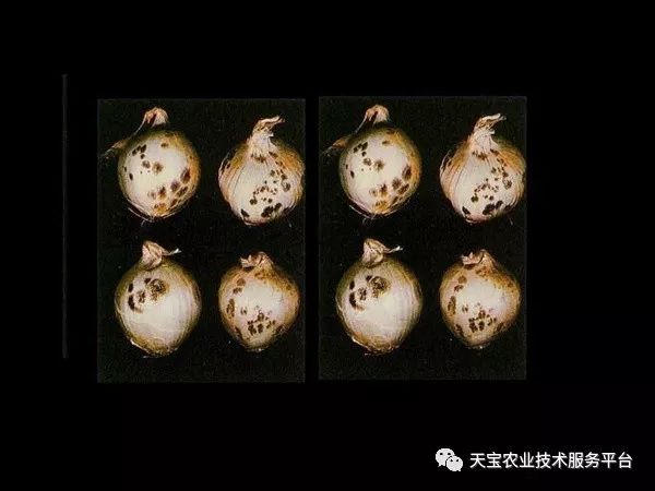 高清洋葱病害对照图集