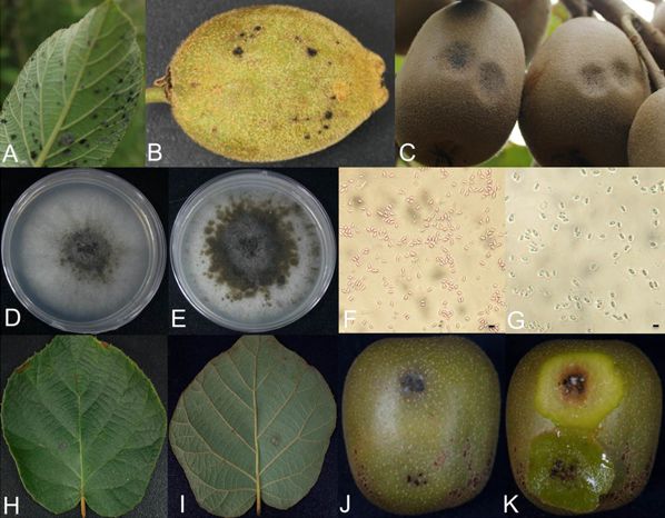 技术园地 | 猕猴桃软腐病病菌最新研究进展
