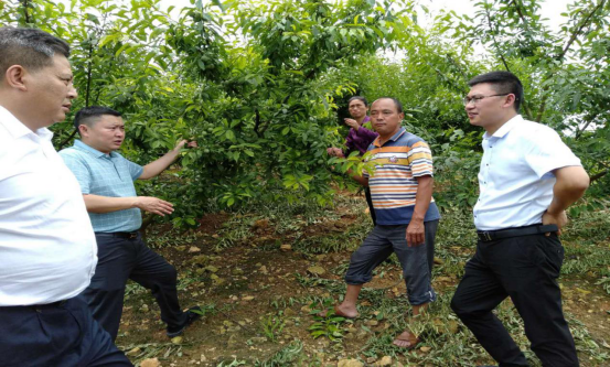 县委常委县人民政府副县长陈高带队到洪家湾村水果基地现场安排部署