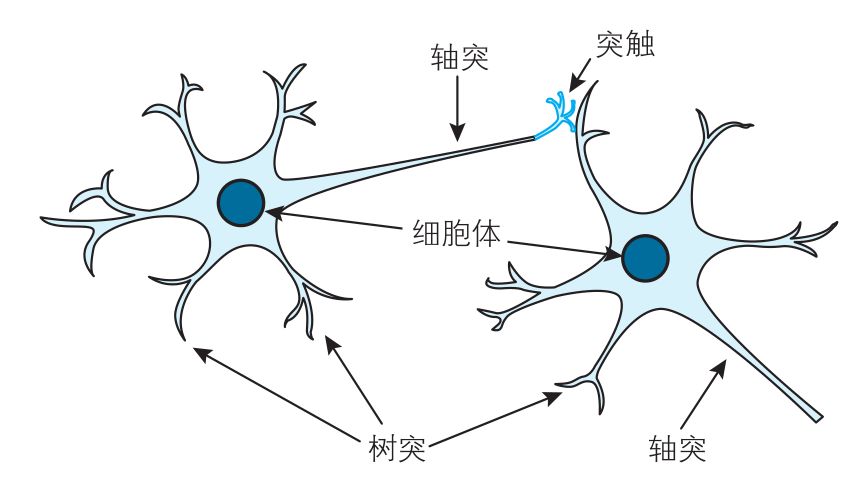 树突轴突胞体简图图片