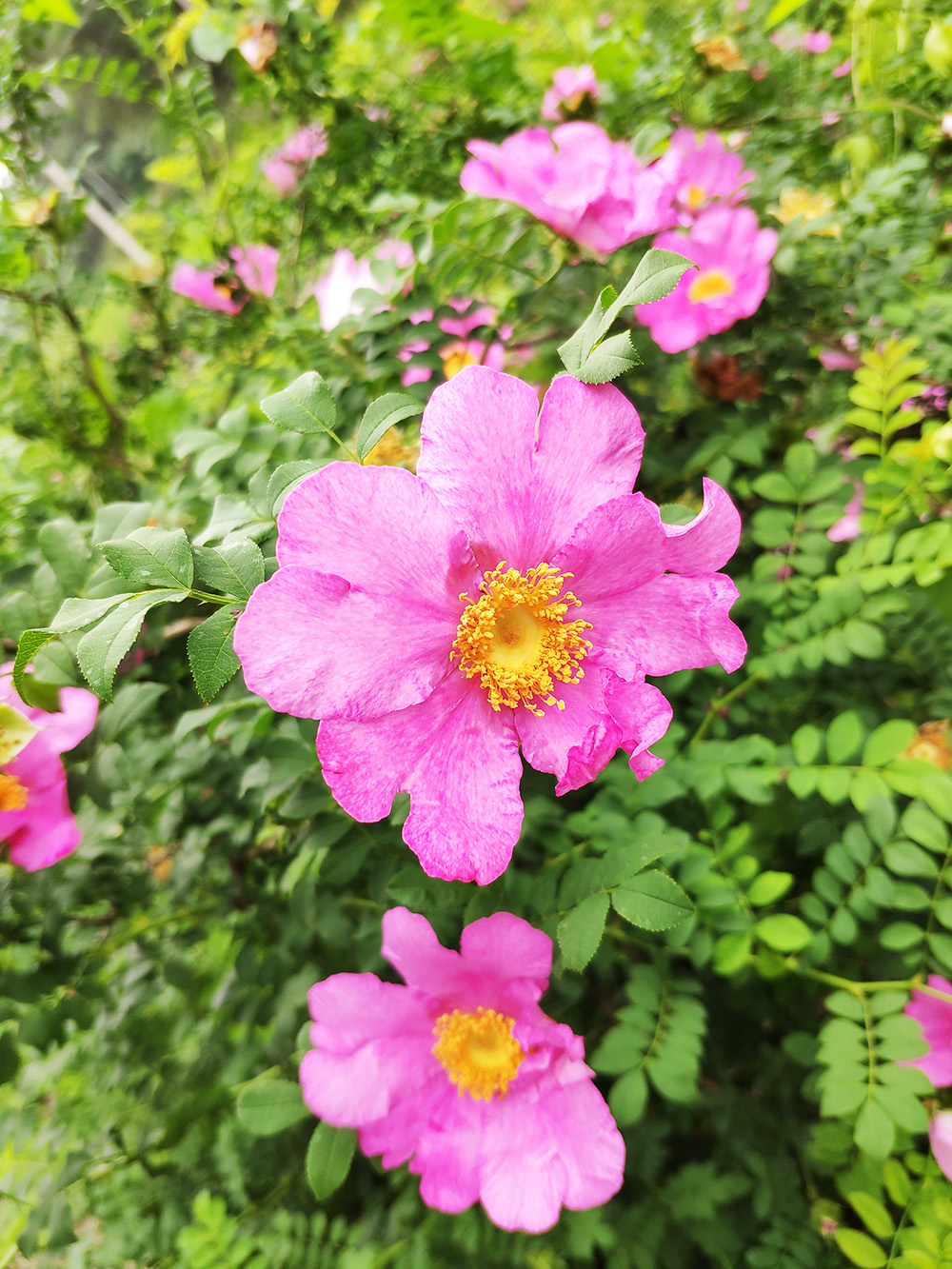这个初夏,带你去看刺梨花-搜狐大视野-搜狐新闻