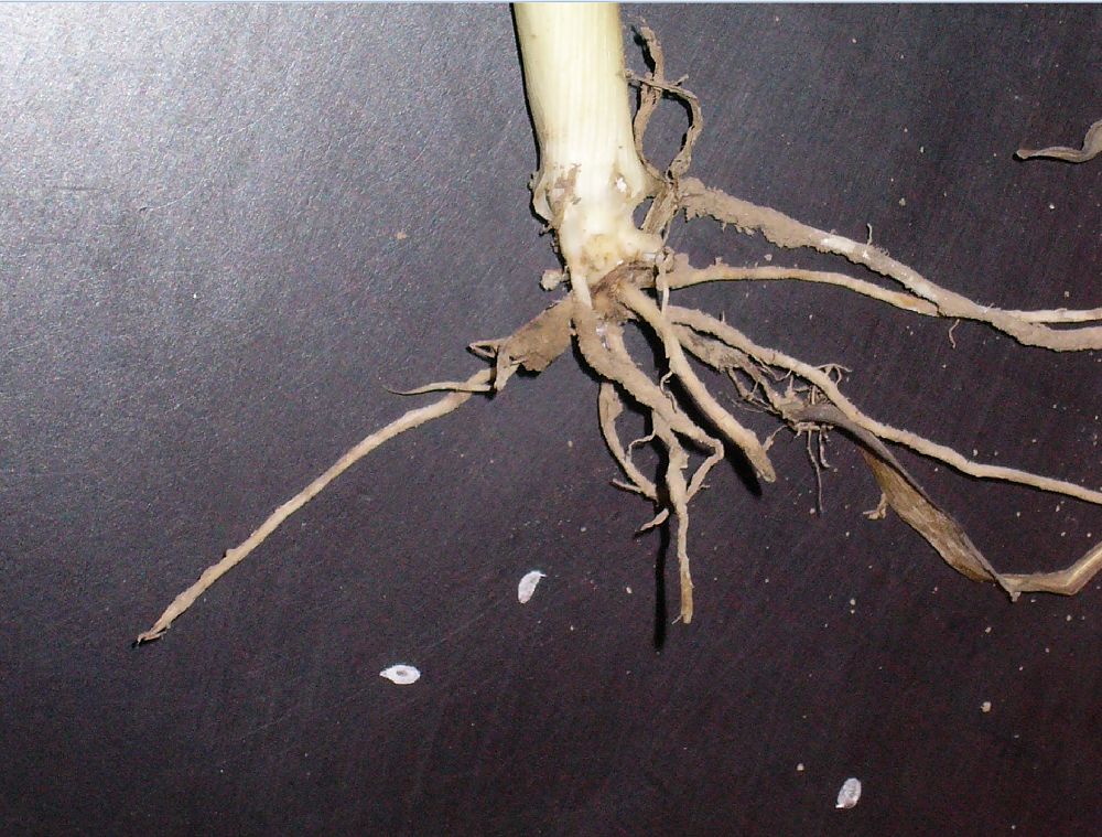 根土蝽二点委夜蛾发生较为普遍的是"二点委夜蛾".