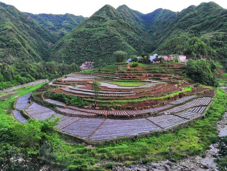 中原镇依托资源禀赋发展特色产业拓宽贫困人口增收渠道