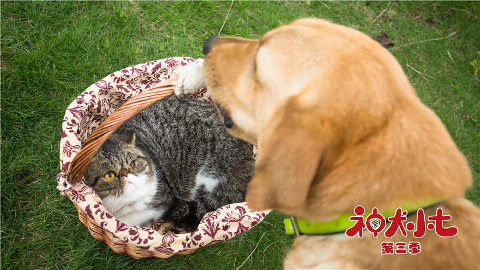 神犬小七3发布动物特辑小七带领众萌宠热血救援