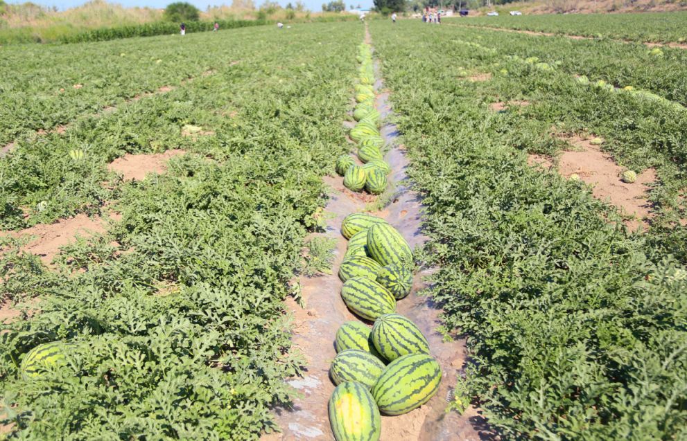 西瓜也有身份证了石河子下野地西瓜上市每公斤15元