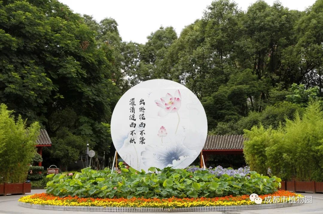 戏""清者自莲"八组主题景点,将荷文化和廉洁文化置于人们生活场景当中