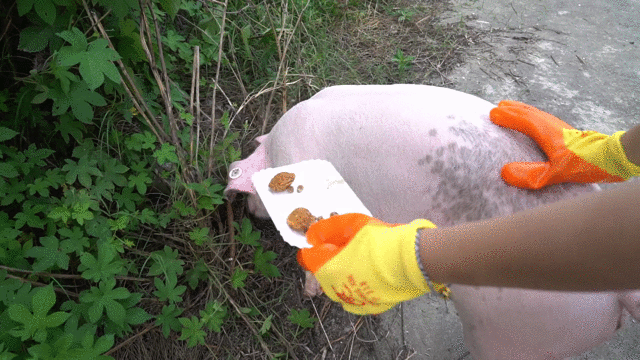 嘉定人为了帮你分清干湿垃圾猪真的被请来了