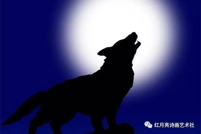 红月亮诗画艺术社一匹孤傲的狼作者海神观海61朗诵阳光晓溪总第955