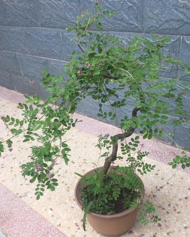 盆景普及知识卵形羽状复叶对生叶子类植物有哪些图片对比讲述