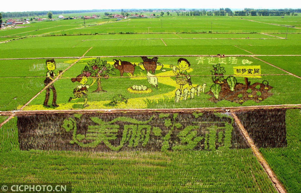 2019年6月30日在辽宁省沈阳市沈北新区拍摄的巨幅稻田画《青色生活