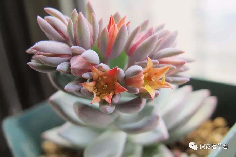 多肉霜之朝花语:冰封的火焰