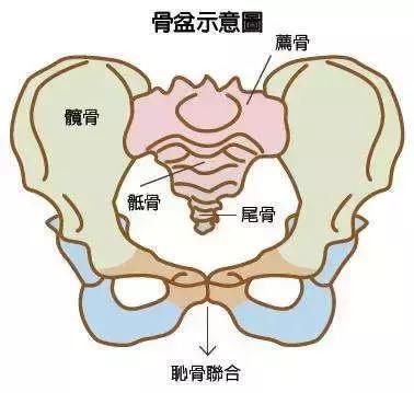 她由骨骼構成的盆狀物,包括了兩塊大的骨盆骨,在脊椎的底部(骶骨)下方