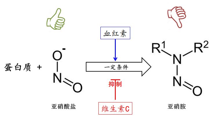 因为亚硝酸盐和蛋白质在一定条件下可以转化为真正的致癌物—亚硝胺