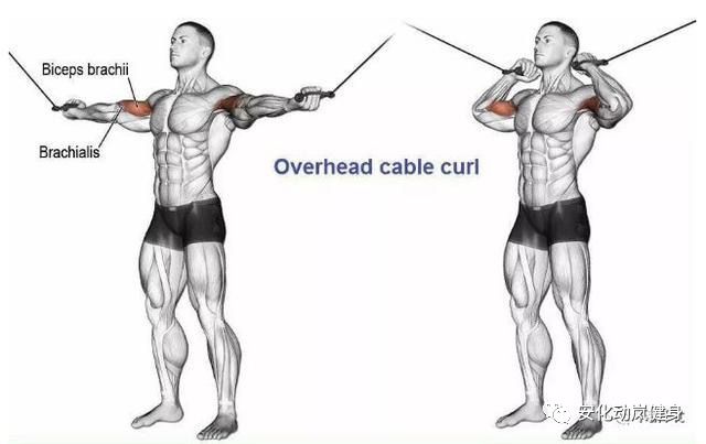 训练肱肌最佳动作图片