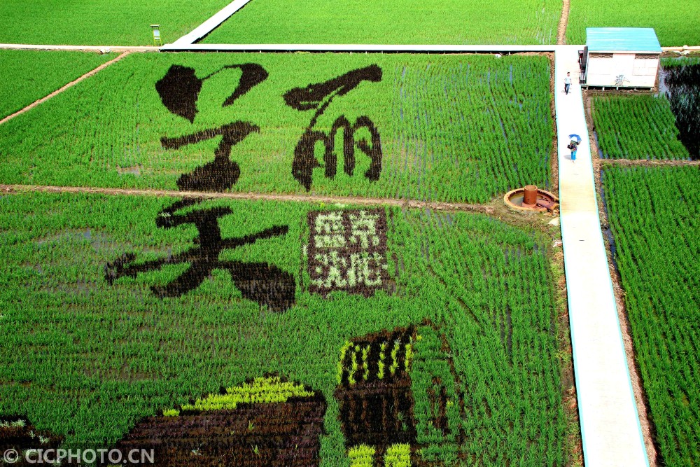 2019年6月30日在辽宁省沈阳市沈北新区拍摄的巨幅稻田画《美丽盛京