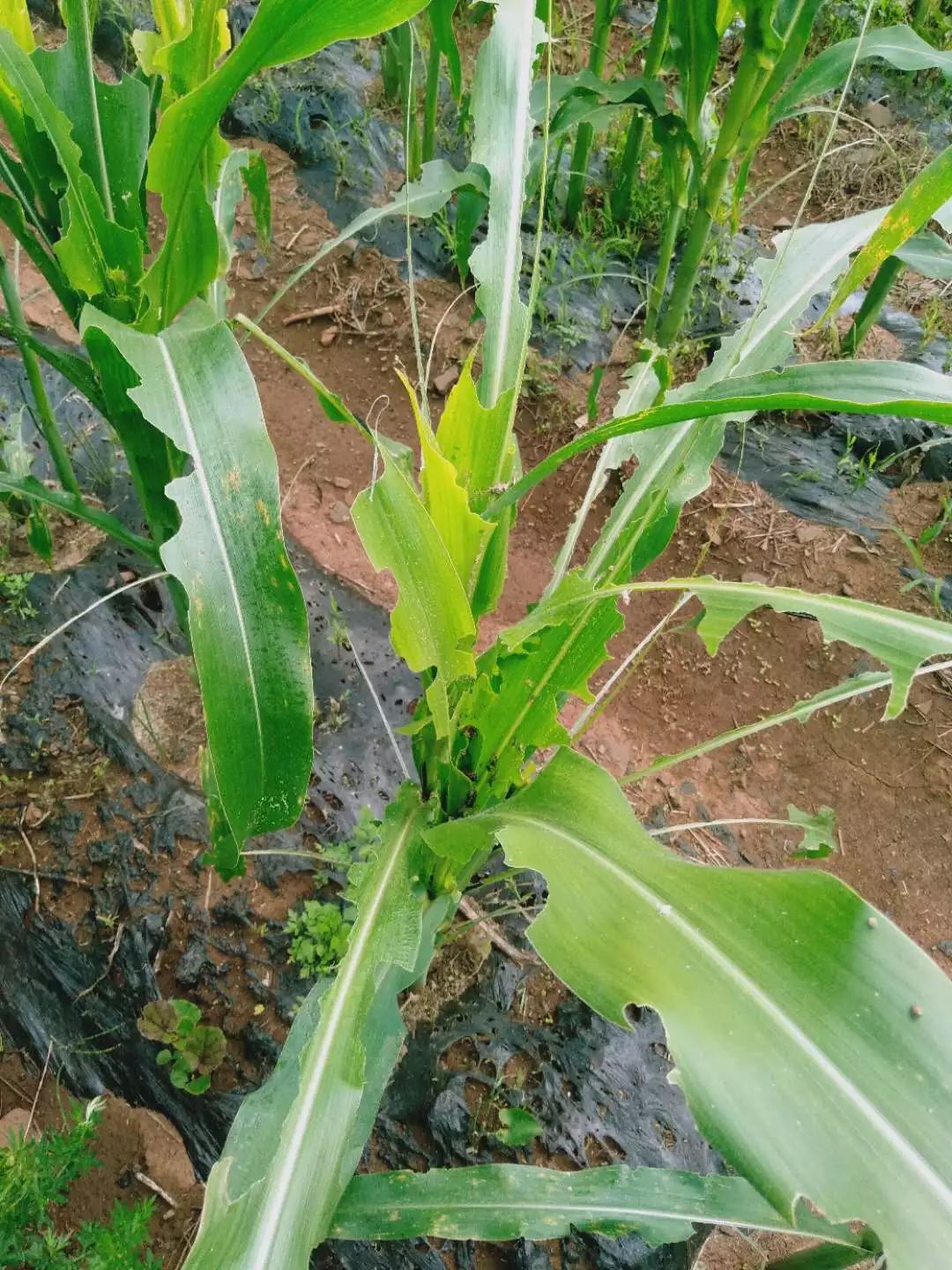 宣威多地遭遇虫灾,农作物受损严重_防治