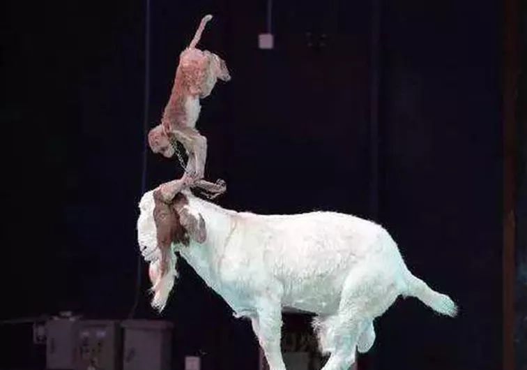 争霸,请屏住呼吸狮虎一声吼,万兽百禽都颤抖看到这里你心跳加速了吗?