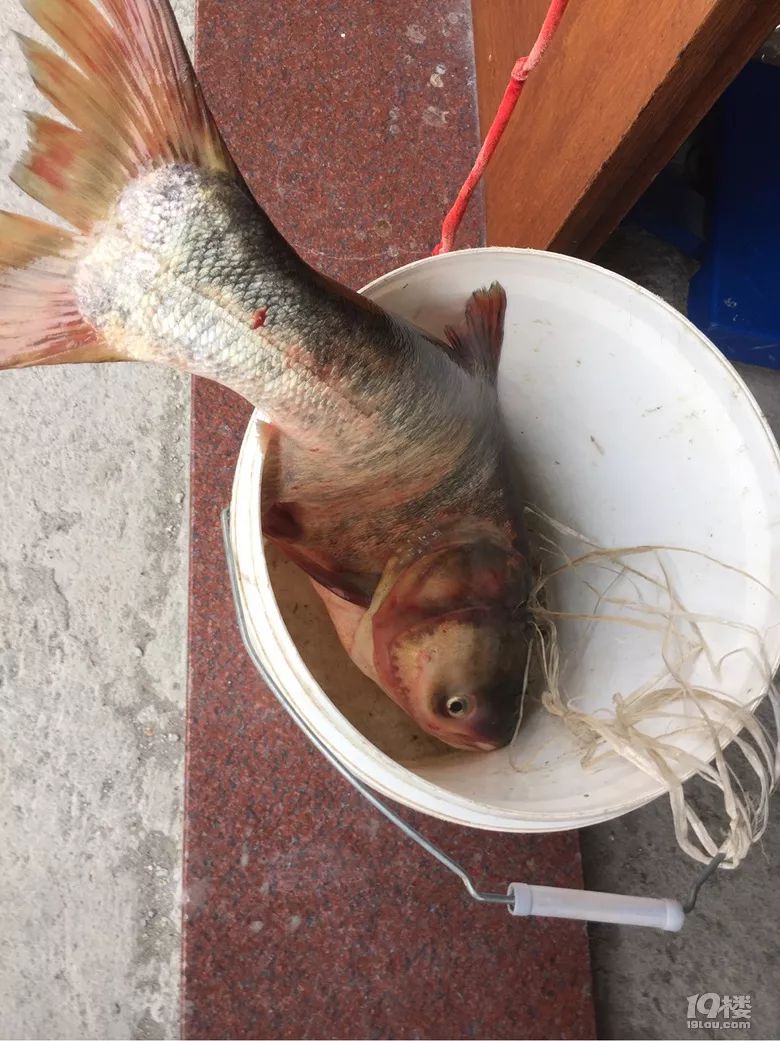 永宁江活捉了一条8斤7两的鱼这种鱼可以吃吗