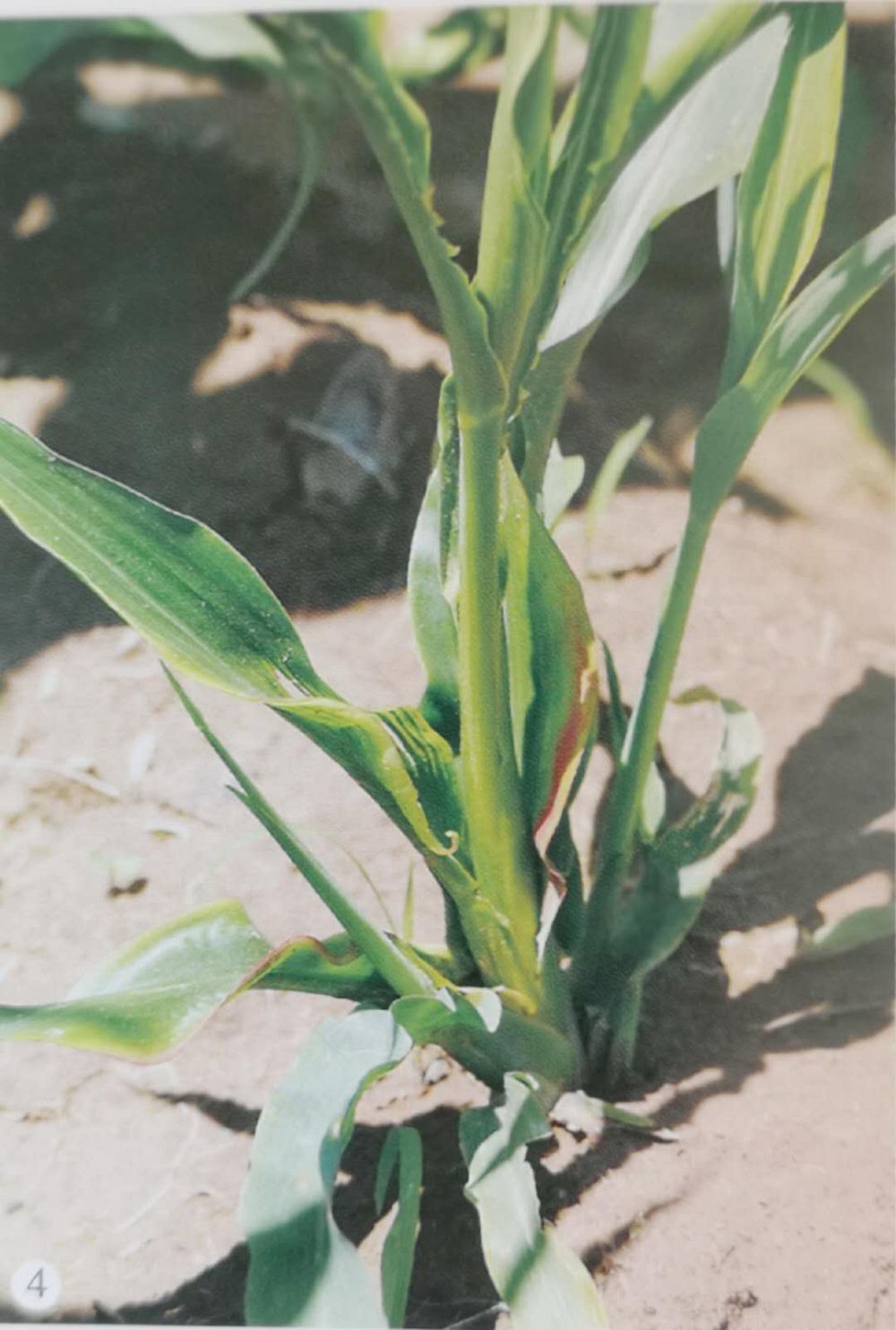 帮豪61分享夏玉米出苗的15种异常情况