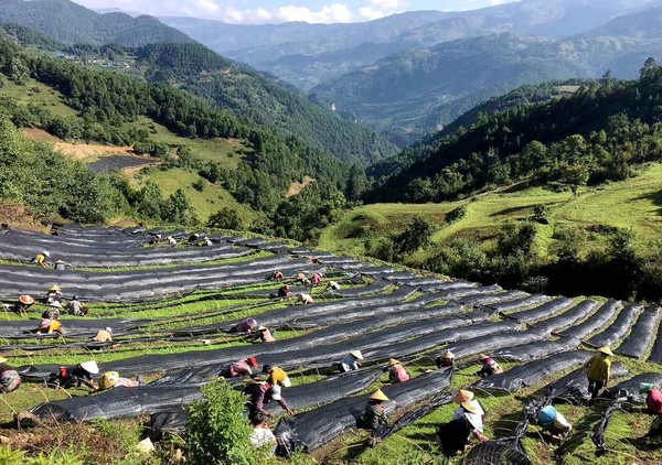 象图乡:产业发展助推贫困山乡破茧蝶变